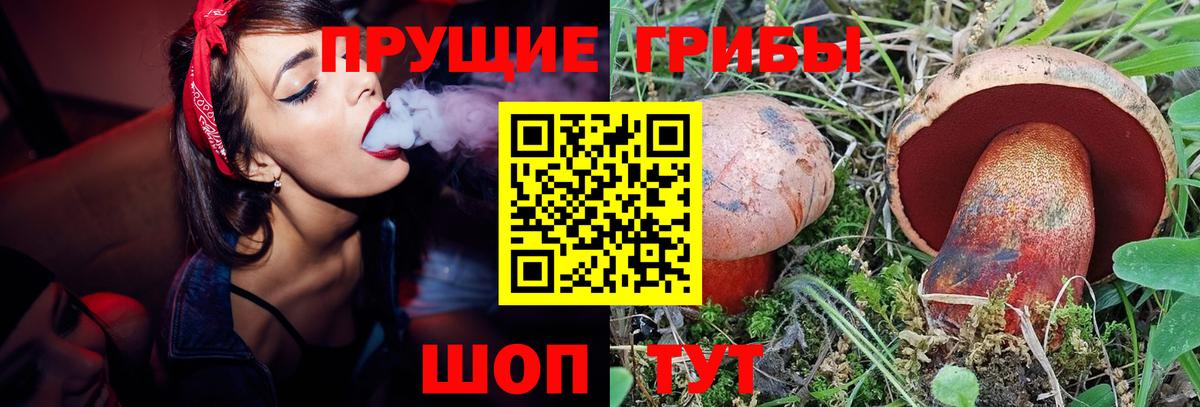 Карачаевск  Галлюциногенные грибы Psilocybine cubensis  Вход с VPN 